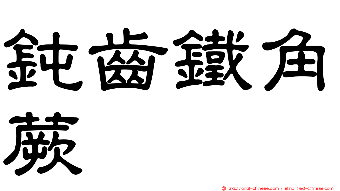 鈍齒鐵角蕨