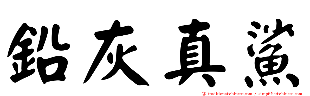 鉛灰真鯊