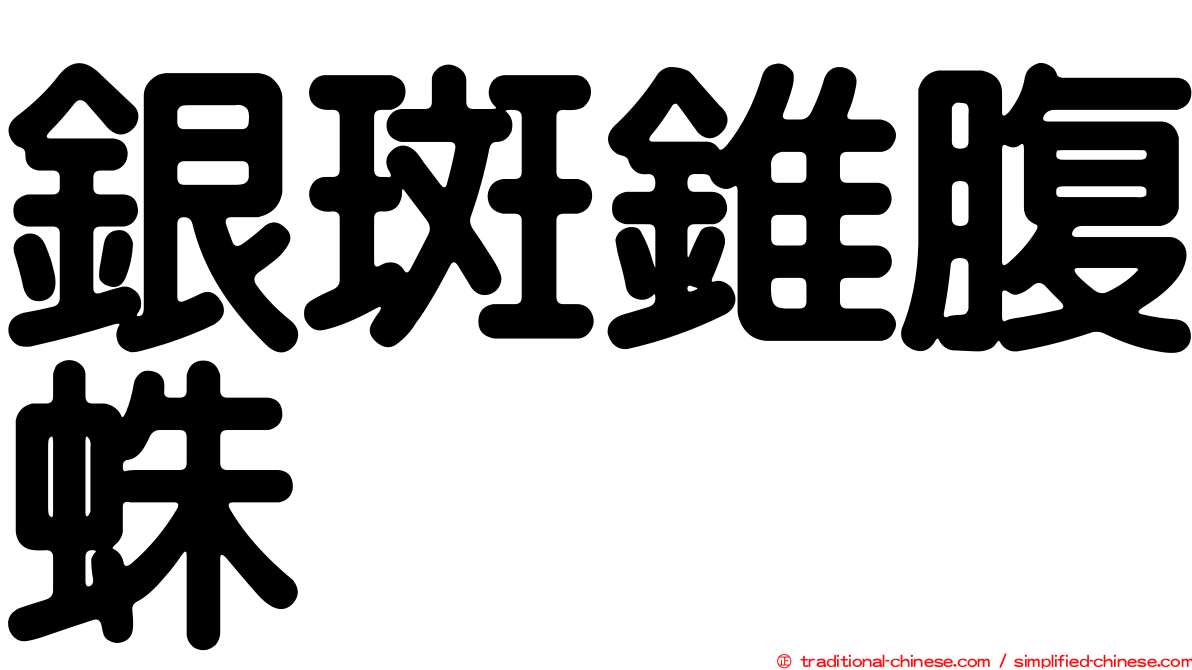 銀斑錐腹蛛