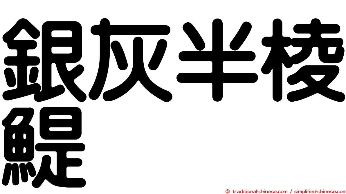 銀灰半棱鯷