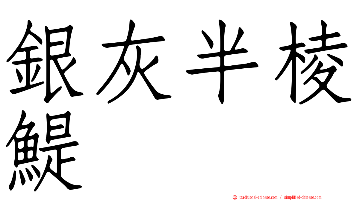 銀灰半棱鯷
