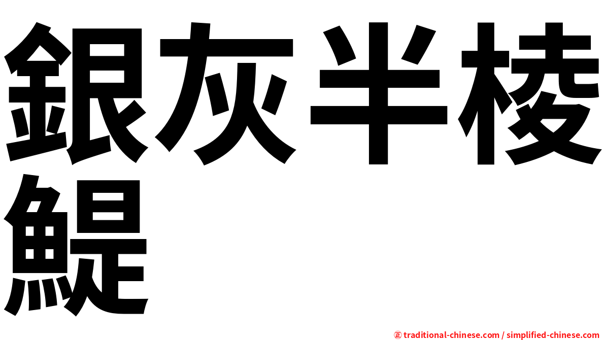 銀灰半棱鯷
