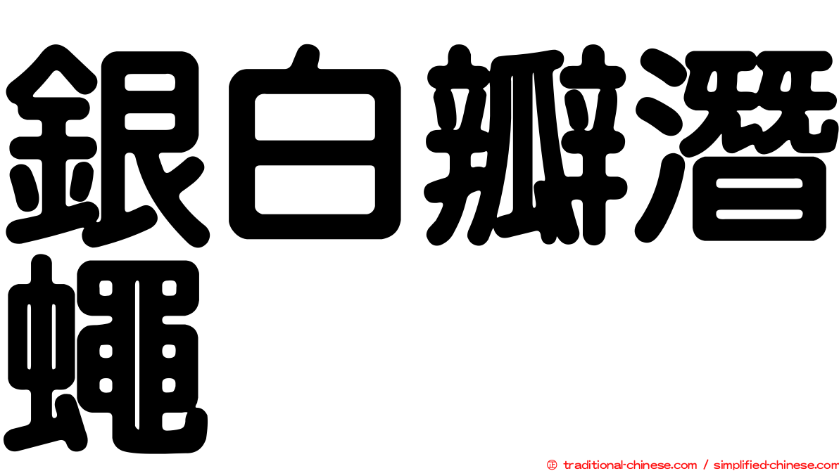 銀白瓣潛蠅