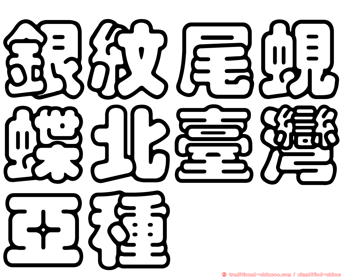 銀紋尾蜆蝶北臺灣亞種