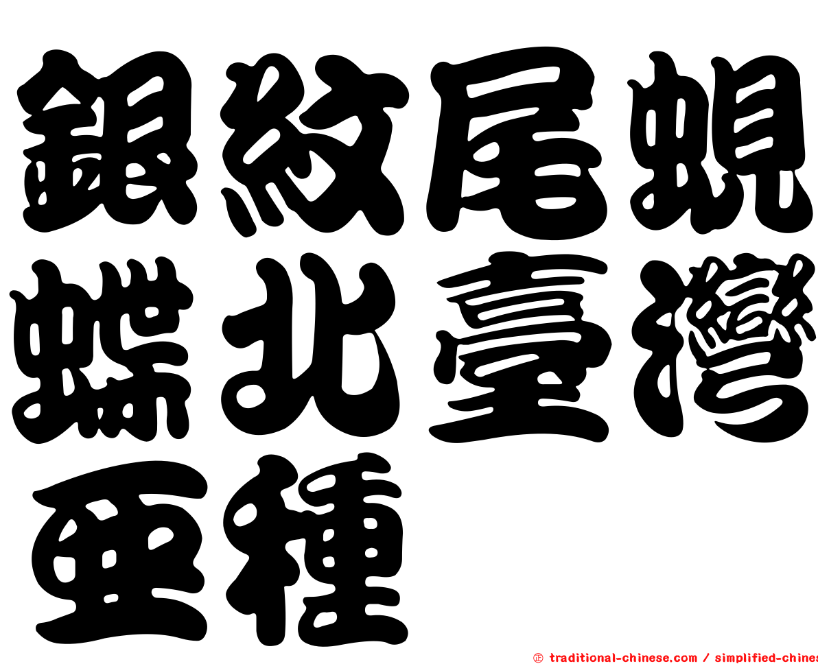 銀紋尾蜆蝶北臺灣亞種