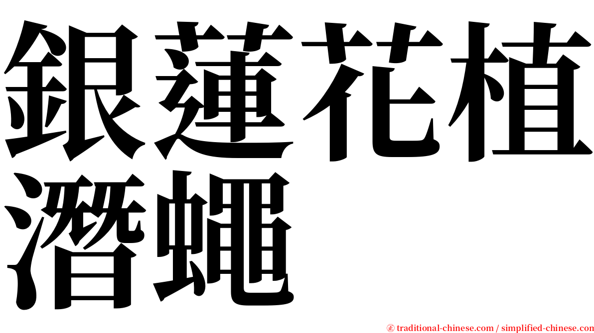 銀蓮花植潛蠅 serif font