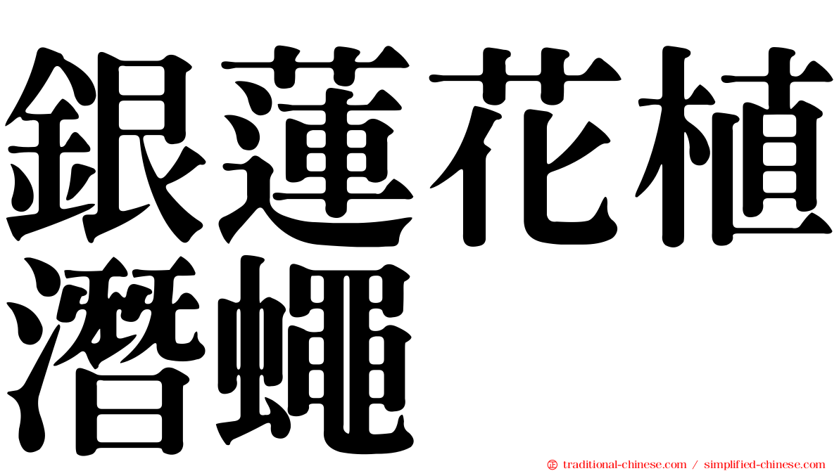 銀蓮花植潛蠅