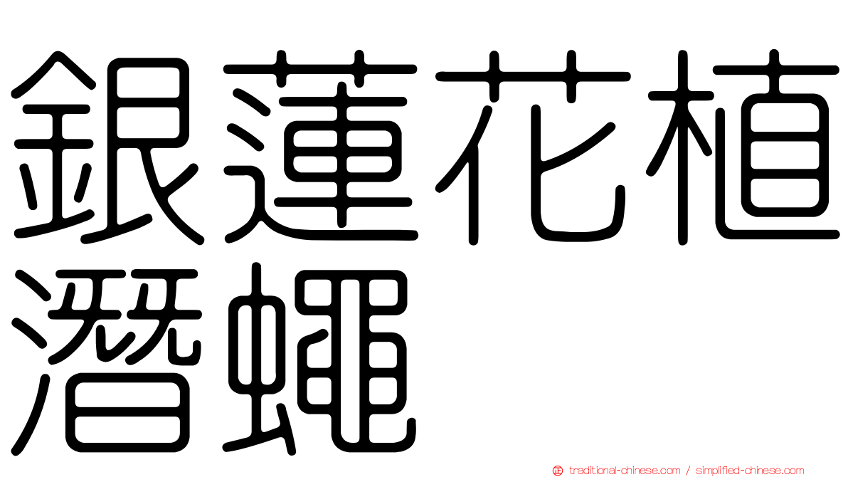 銀蓮花植潛蠅