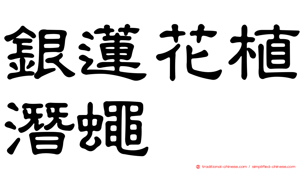 銀蓮花植潛蠅