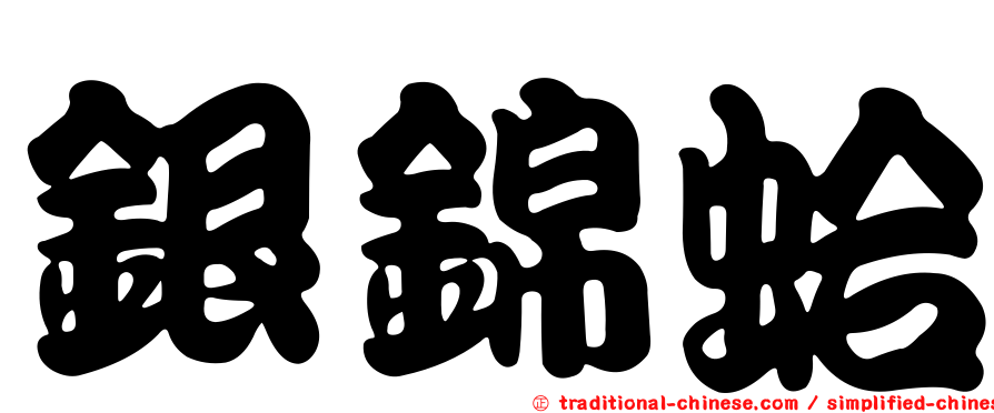 銀錦蛤