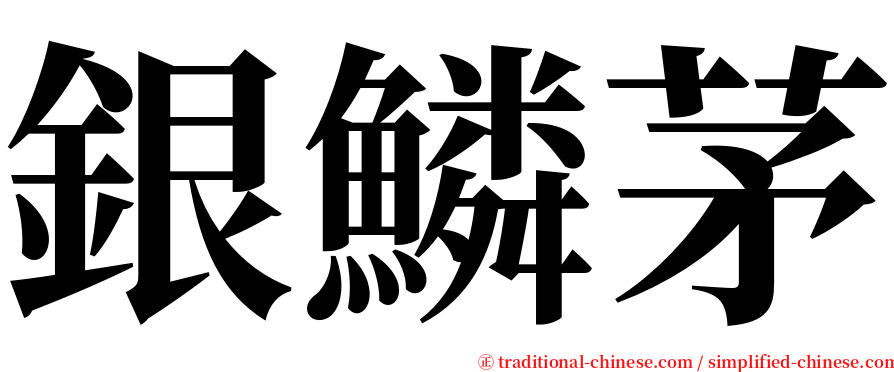 銀鱗茅 serif font