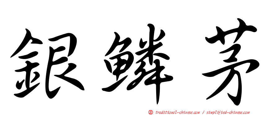 銀鱗茅