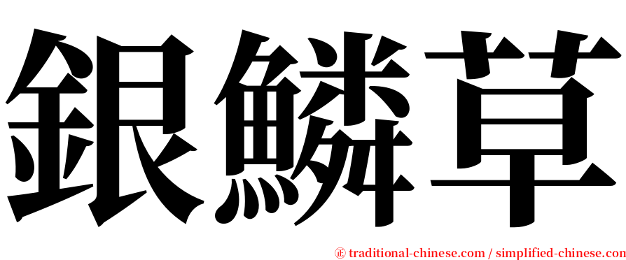 銀鱗草 serif font