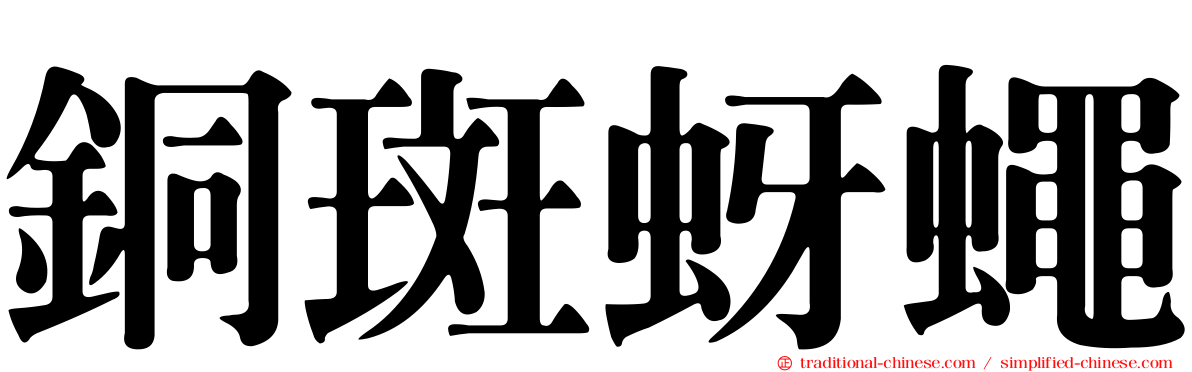 銅斑蚜蠅