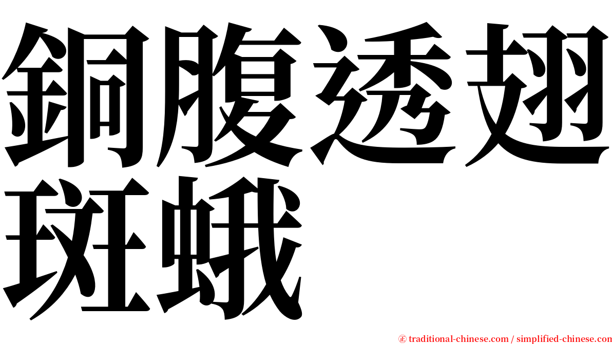 銅腹透翅斑蛾 serif font