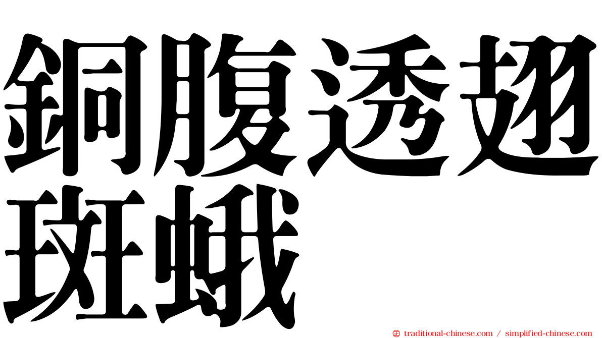 銅腹透翅斑蛾