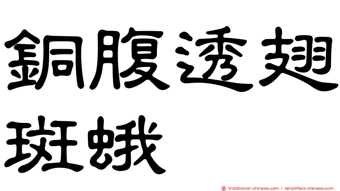 銅腹透翅斑蛾