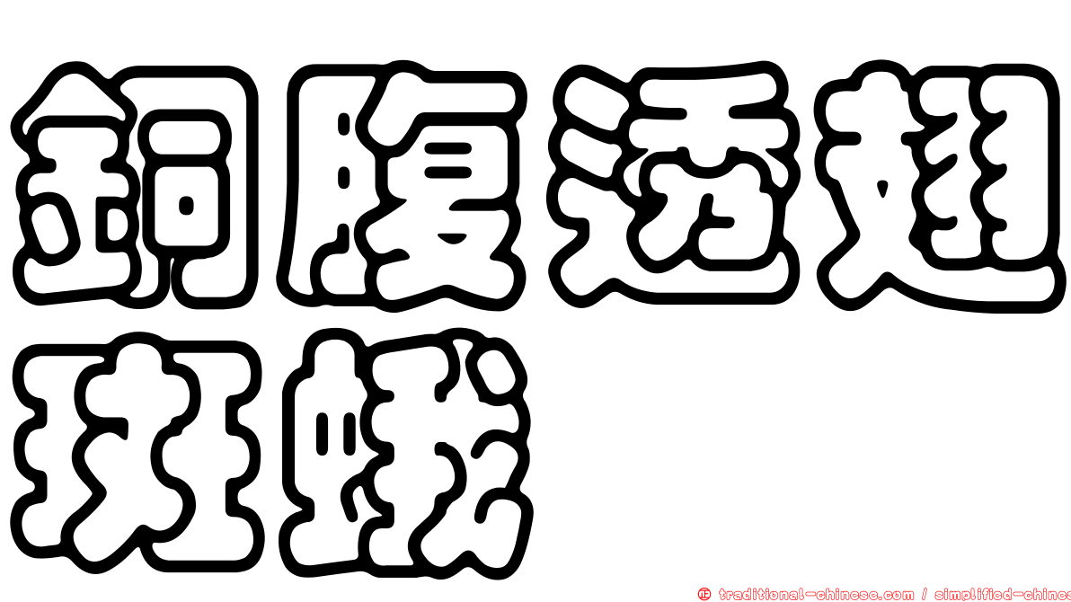 銅腹透翅斑蛾