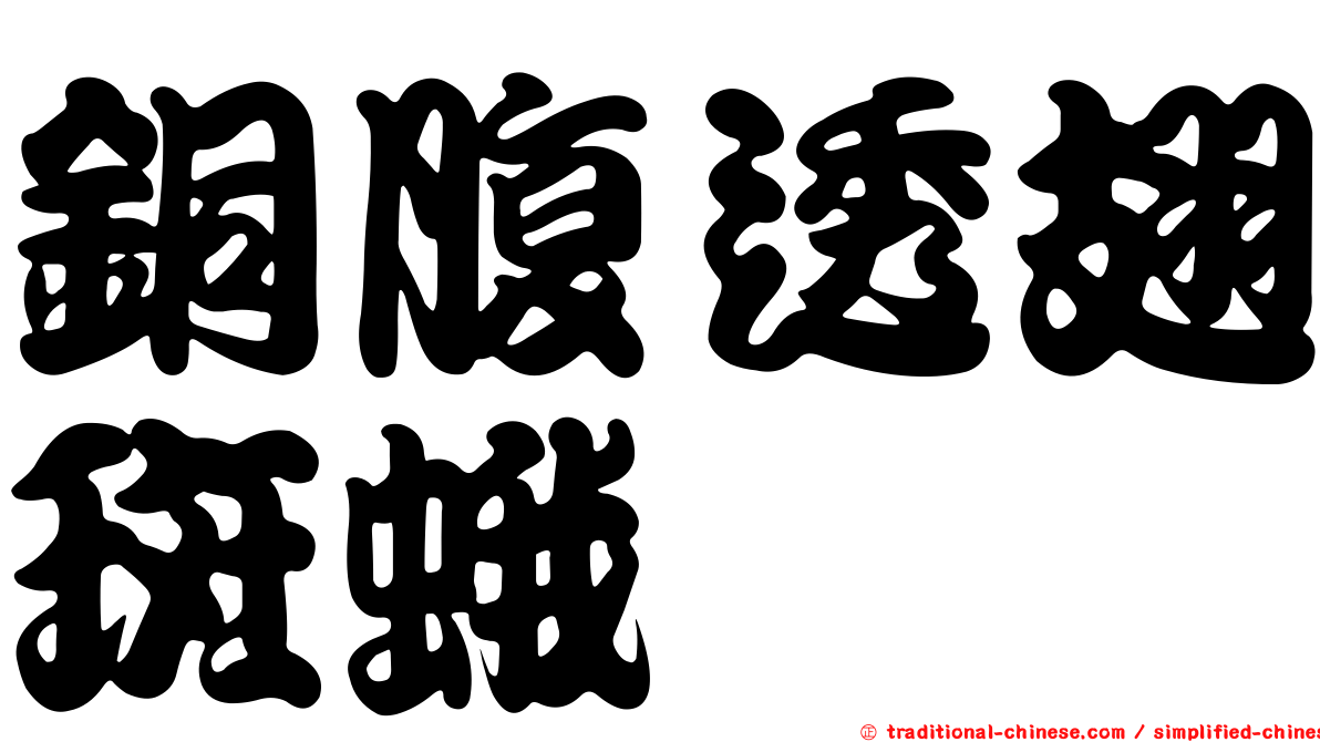銅腹透翅斑蛾