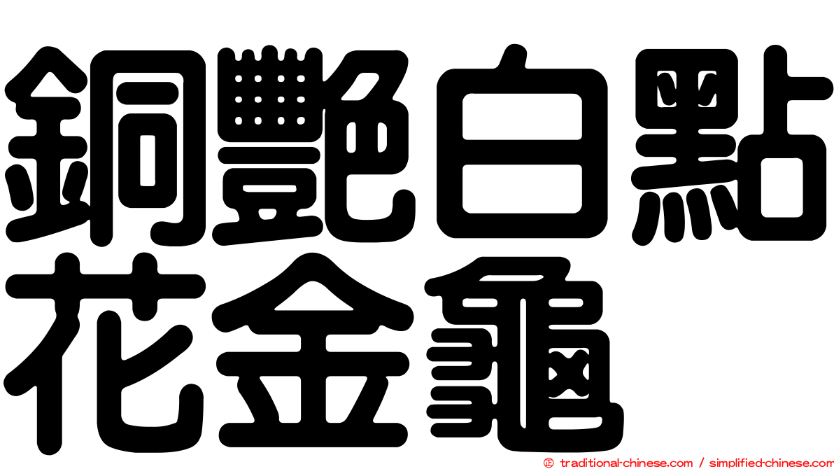 銅艷白點花金龜