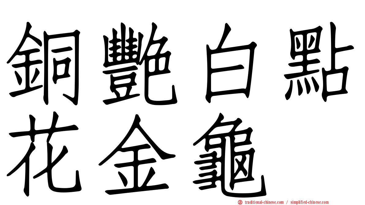 銅艷白點花金龜