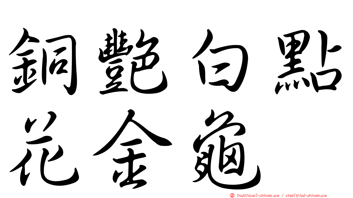 銅艷白點花金龜