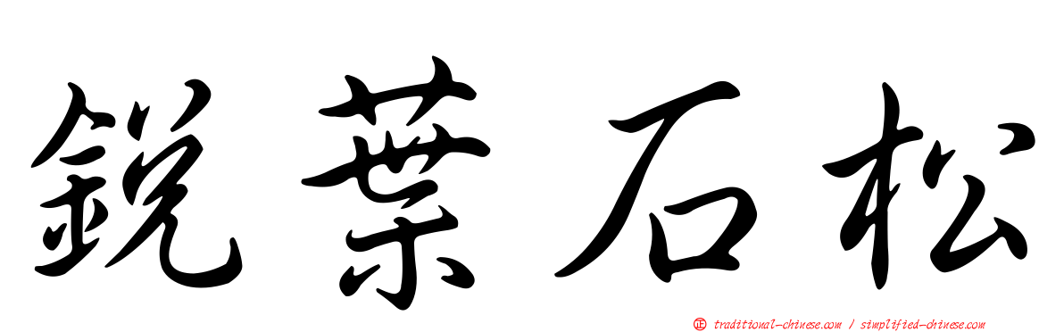 銳葉石松