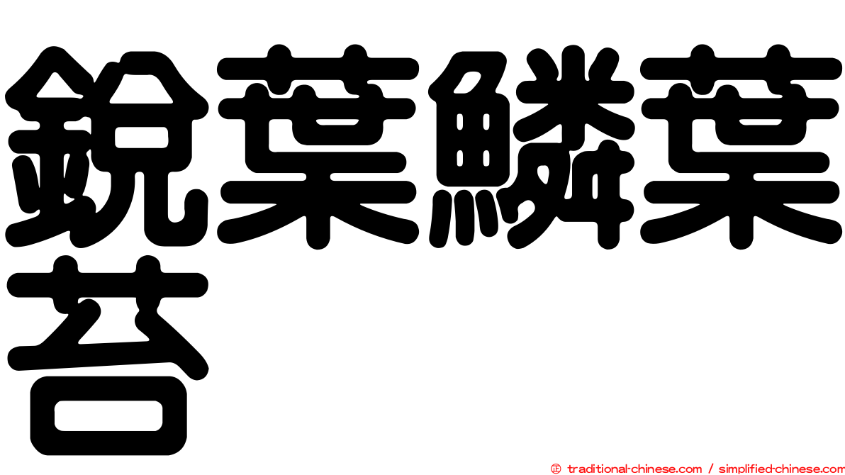 銳葉鱗葉苔