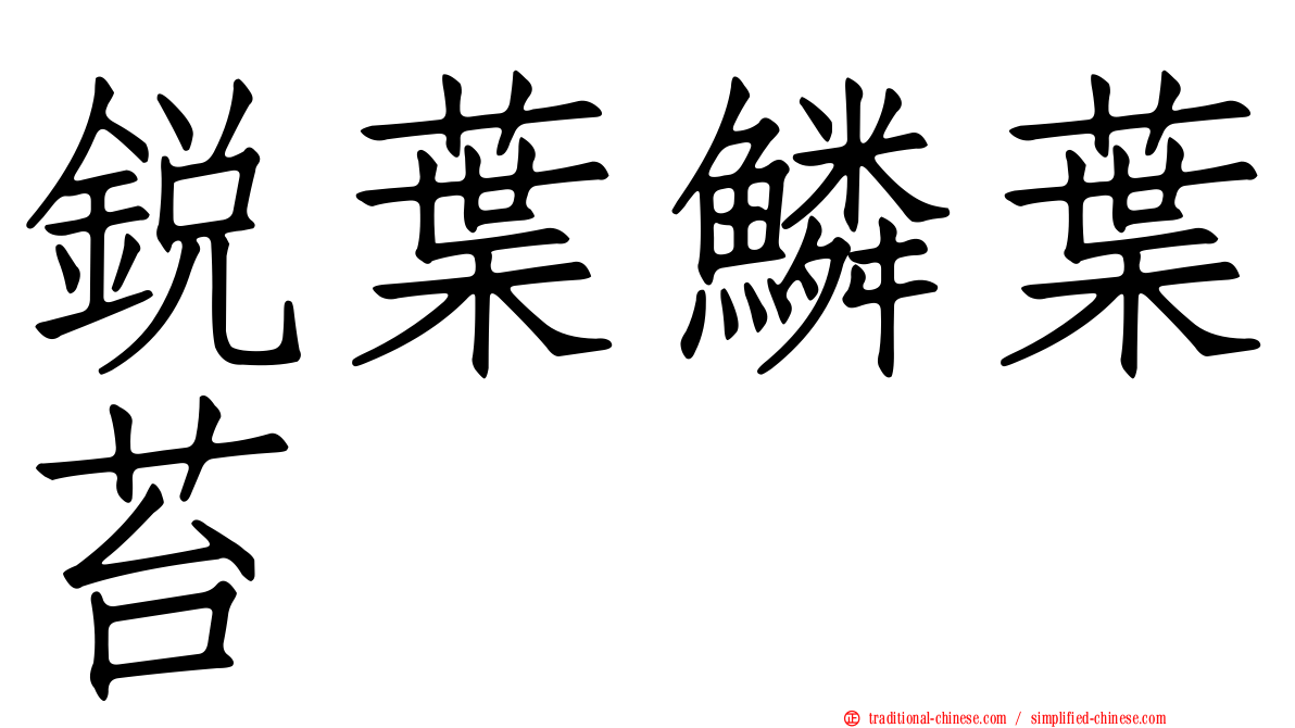 銳葉鱗葉苔