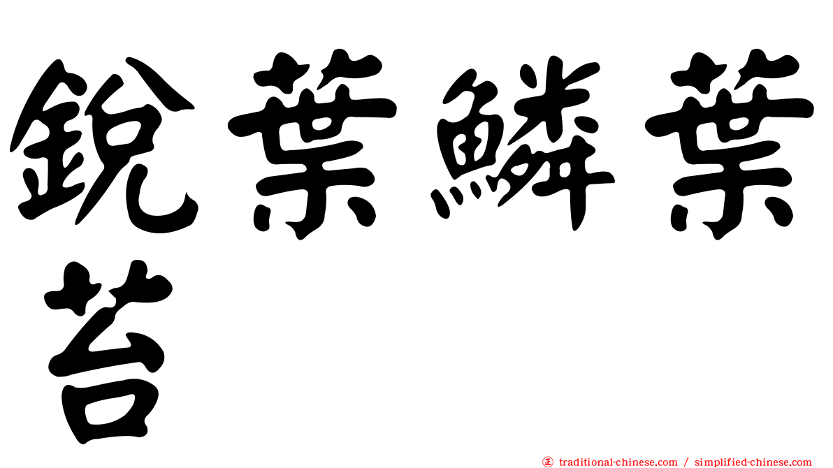 銳葉鱗葉苔
