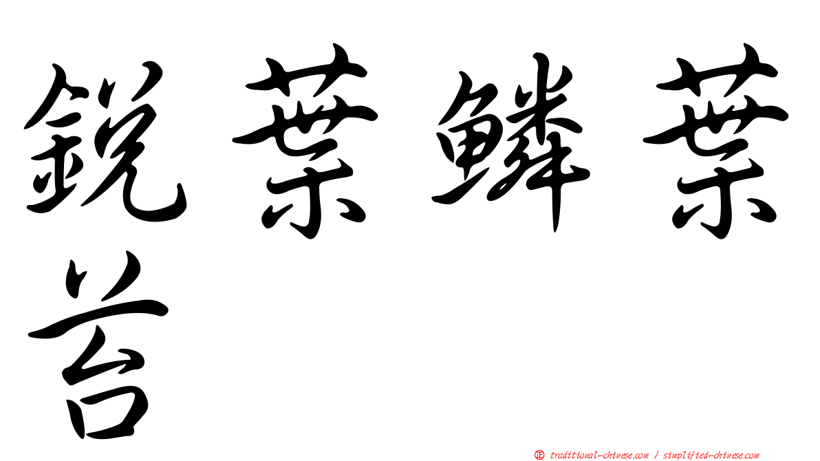 銳葉鱗葉苔
