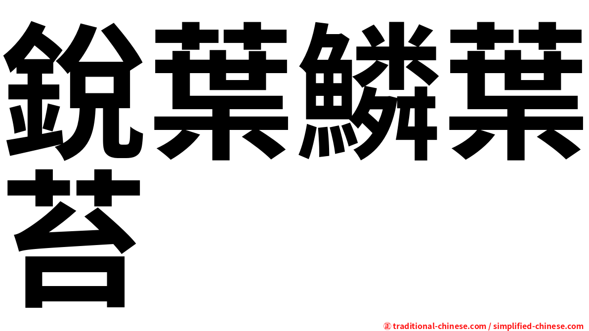 銳葉鱗葉苔