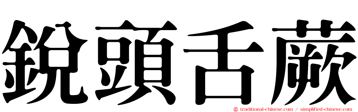 銳頭舌蕨