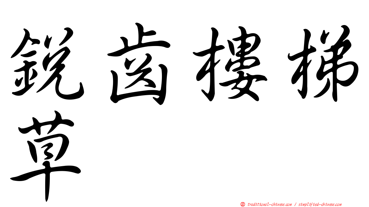 銳齒樓梯草