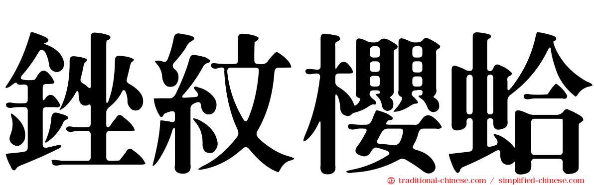 銼紋櫻蛤