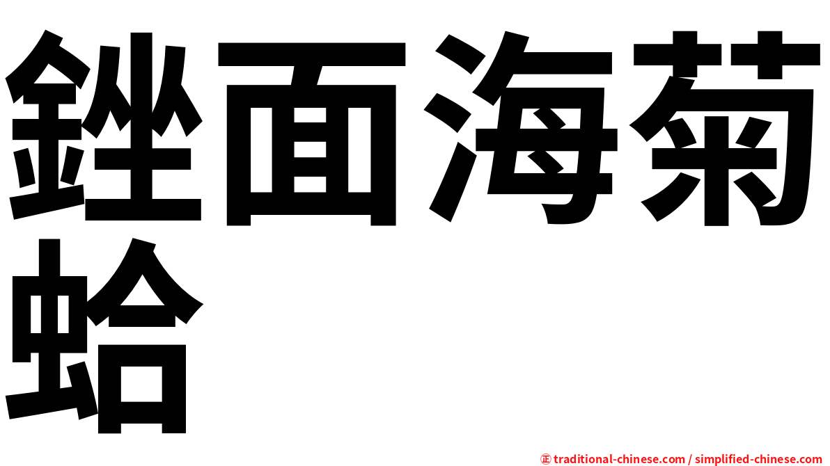 銼面海菊蛤