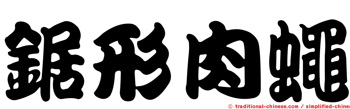 鋸形肉蠅