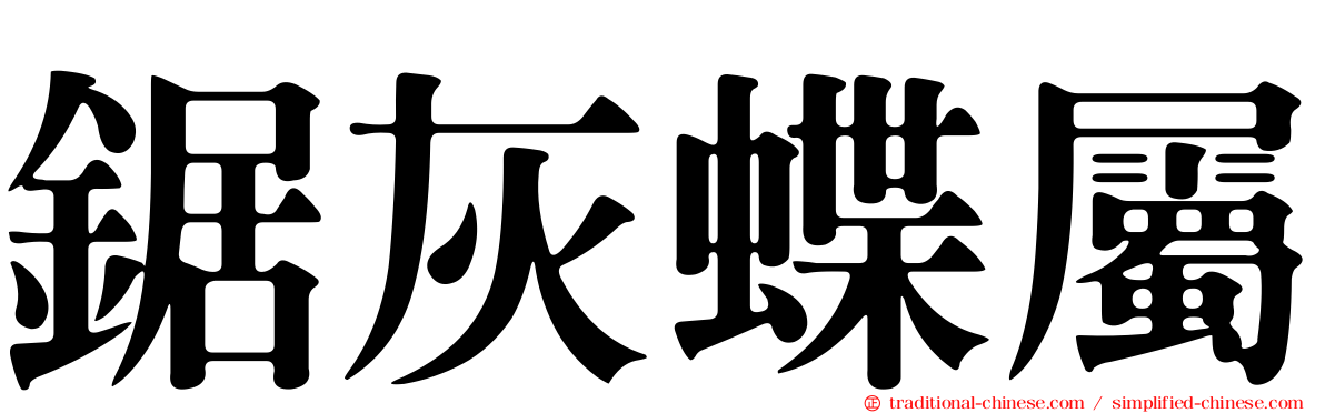 鋸灰蝶屬