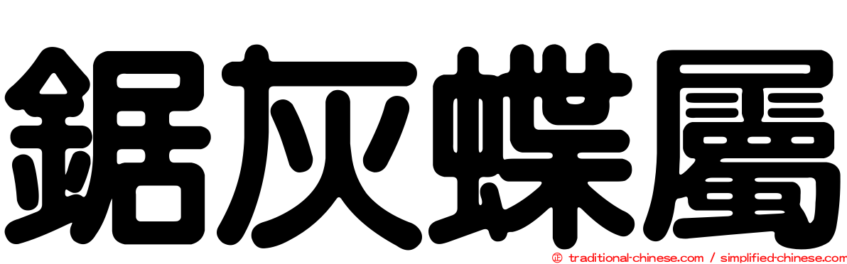 鋸灰蝶屬