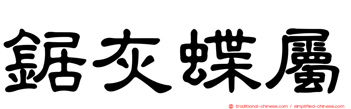 鋸灰蝶屬