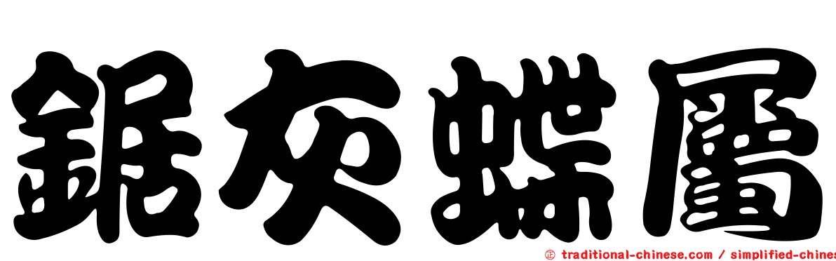 鋸灰蝶屬