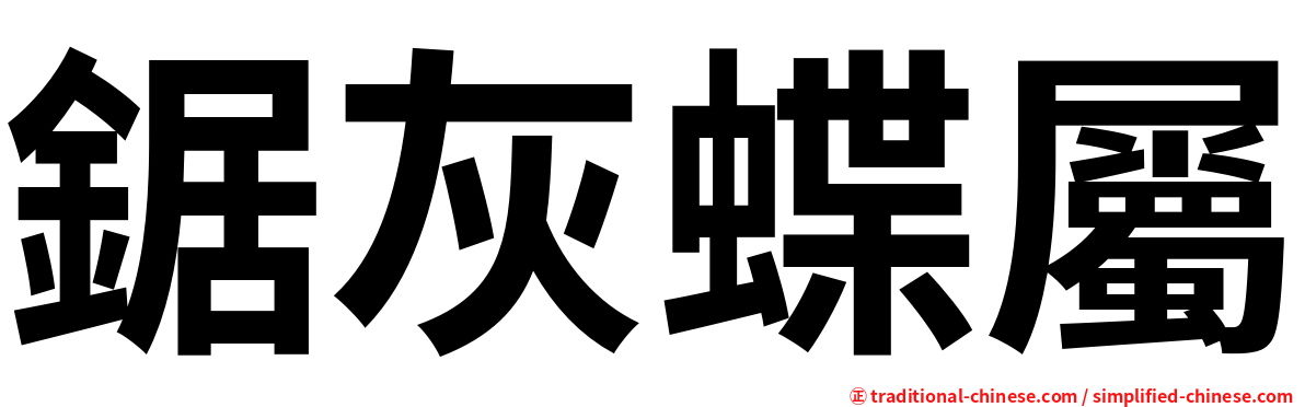 鋸灰蝶屬