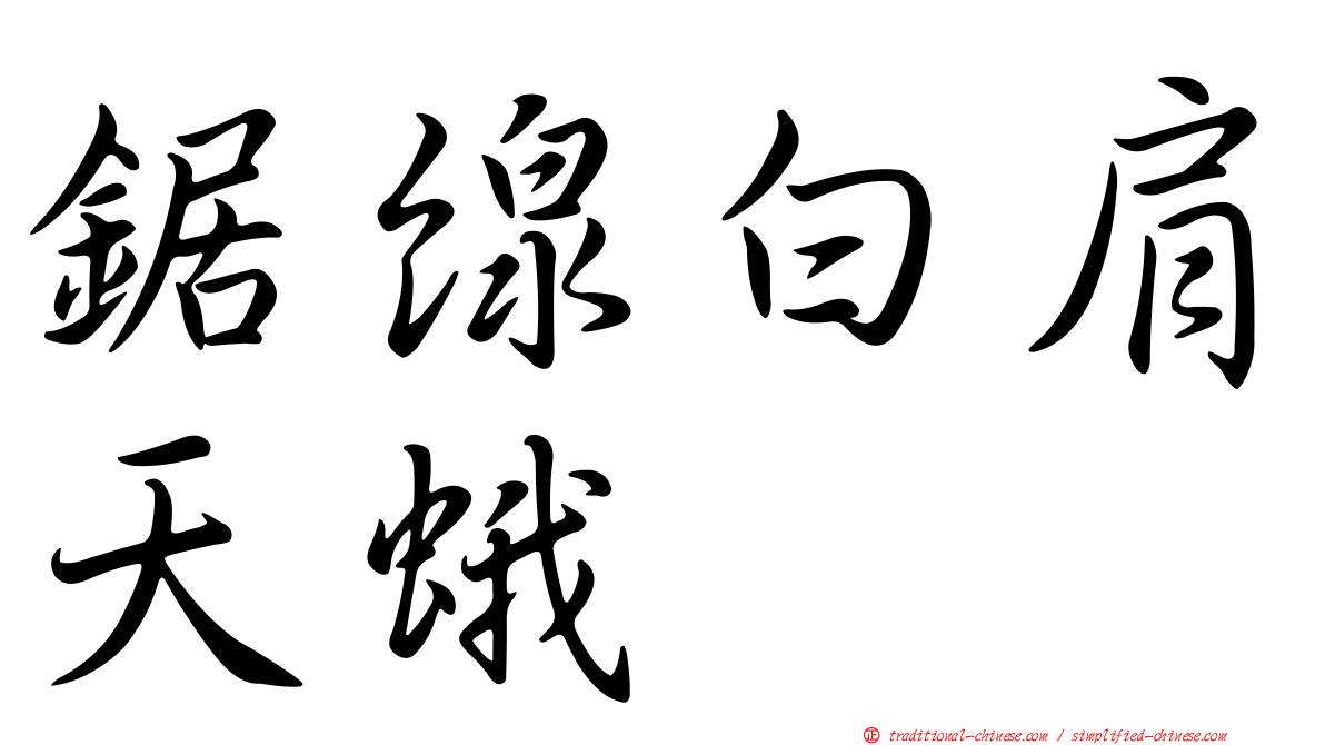 鋸線白肩天蛾