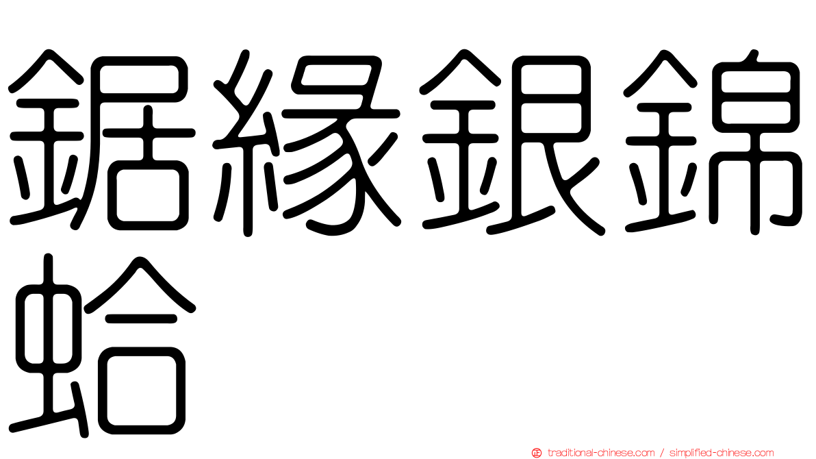 鋸緣銀錦蛤