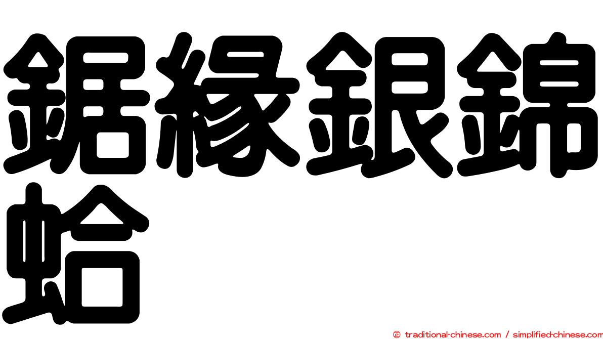 鋸緣銀錦蛤