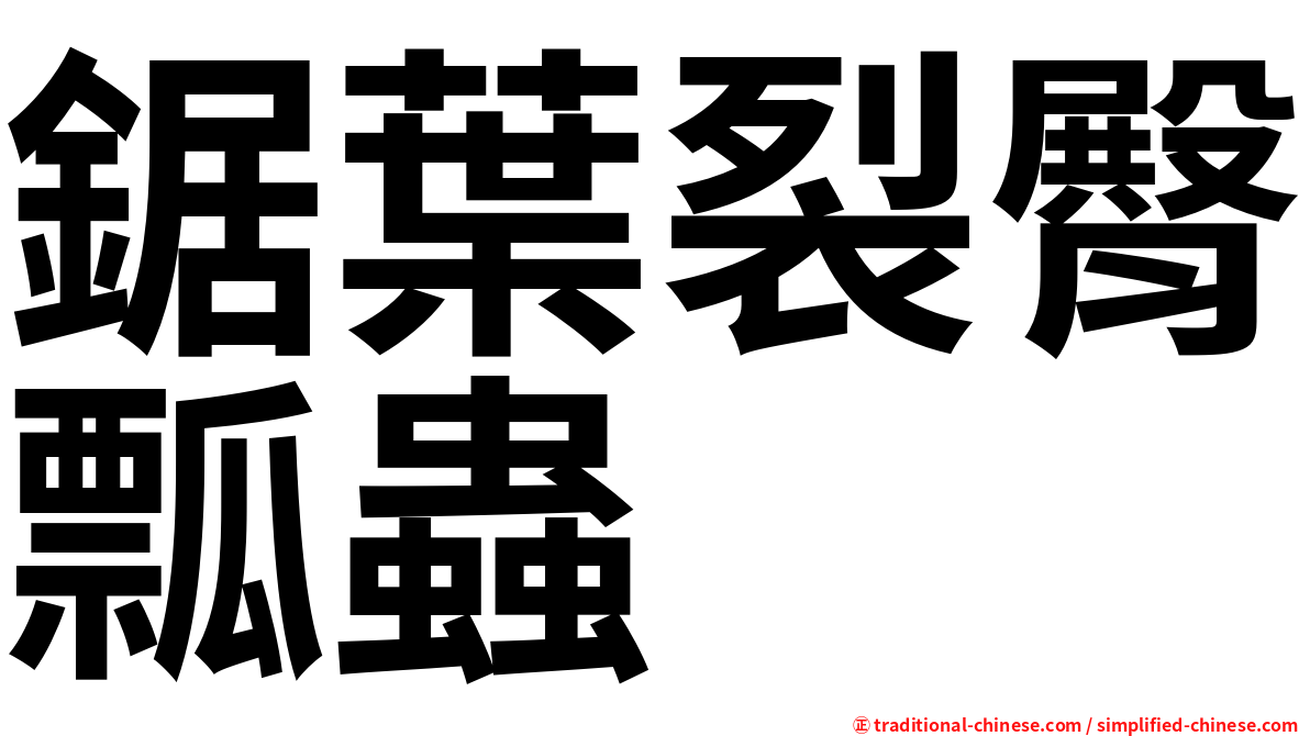 鋸葉裂臀瓢蟲