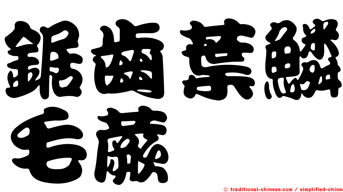 鋸齒葉鱗毛蕨