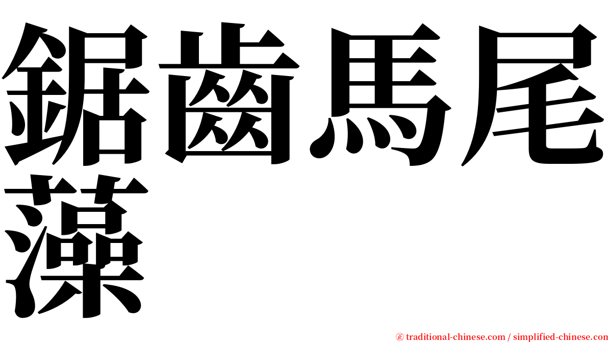 鋸齒馬尾藻 serif font