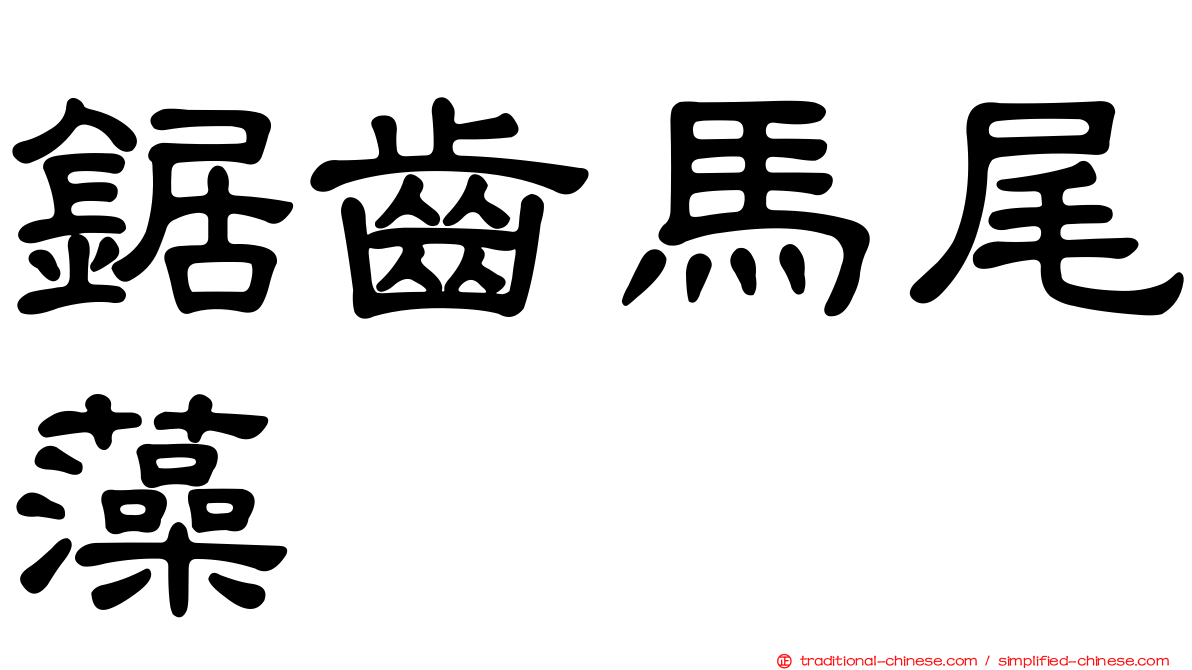 鋸齒馬尾藻