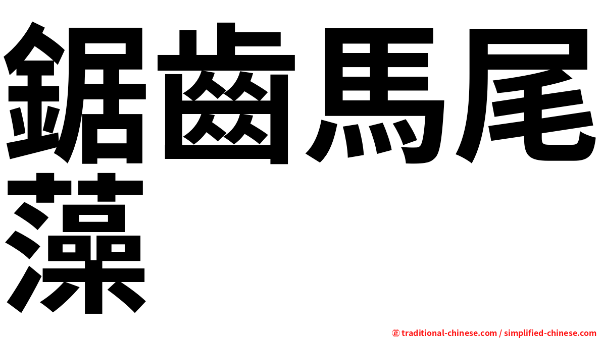 鋸齒馬尾藻